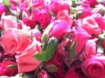 asarose090955.jpg